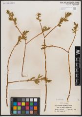 Foto von Salix caudata (Nutt.) A. Heller